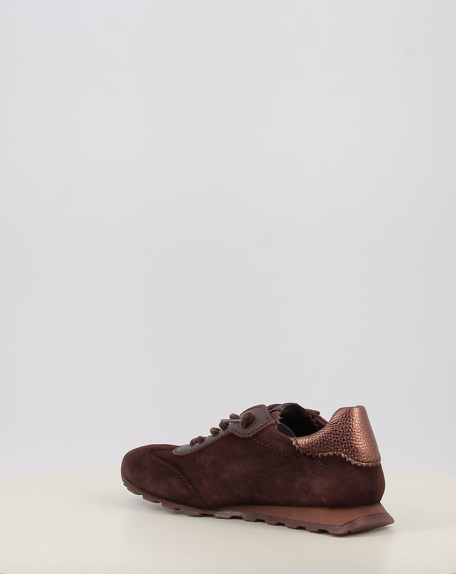 ZINNIA HI264908
